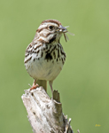 Song Sparrow 1340